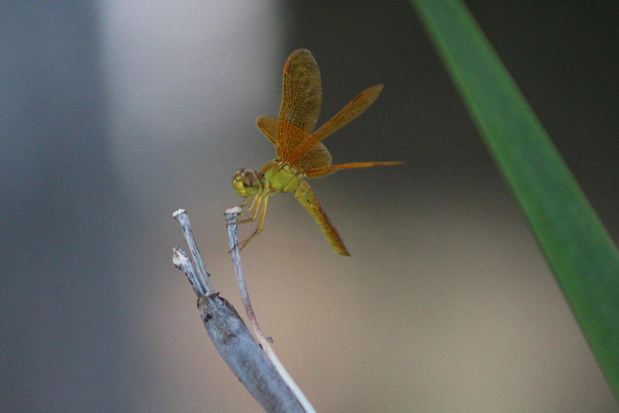 Macro Photograph of Amberwing Dragonfly Photograph by Colleen Cornelius