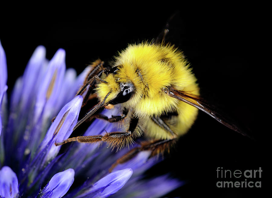 Macro Photography - Bees 1 Photograph by Terry Elniski