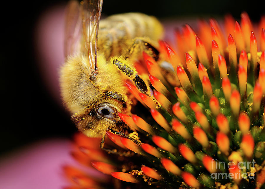 Macro Photography - Bees - 10 Photograph by Terry Elniski