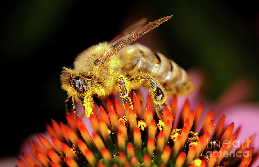 Macro Photography - Bees - 11 Photograph by Terry Elniski