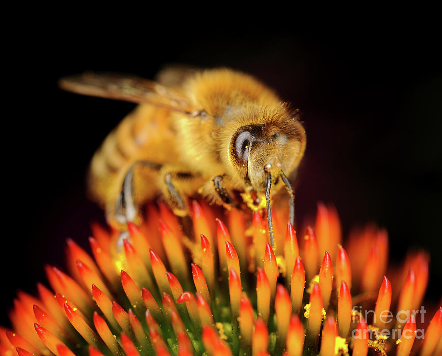 Nature Photograph - Macro Photography - Bees - 12 by Terry Elniski
