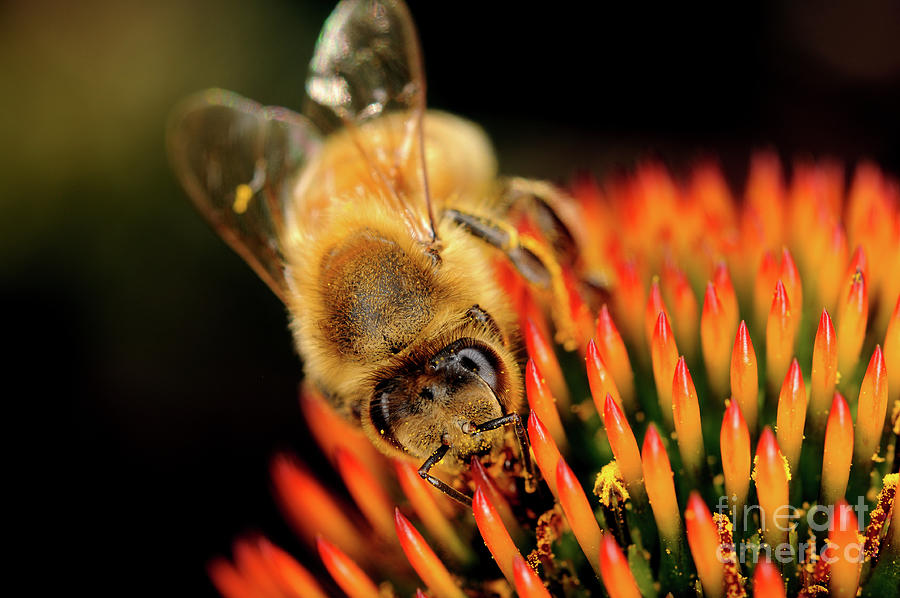 Macro Photography - Bees - 13 Photograph by Terry Elniski