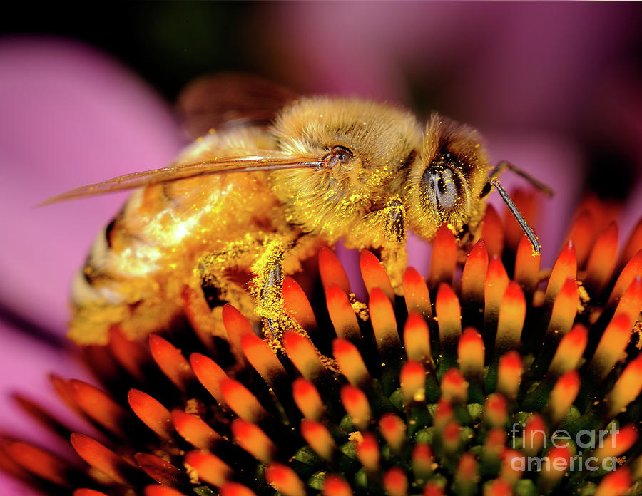 Macro Photography - Bees - 14 Photograph by Terry Elniski