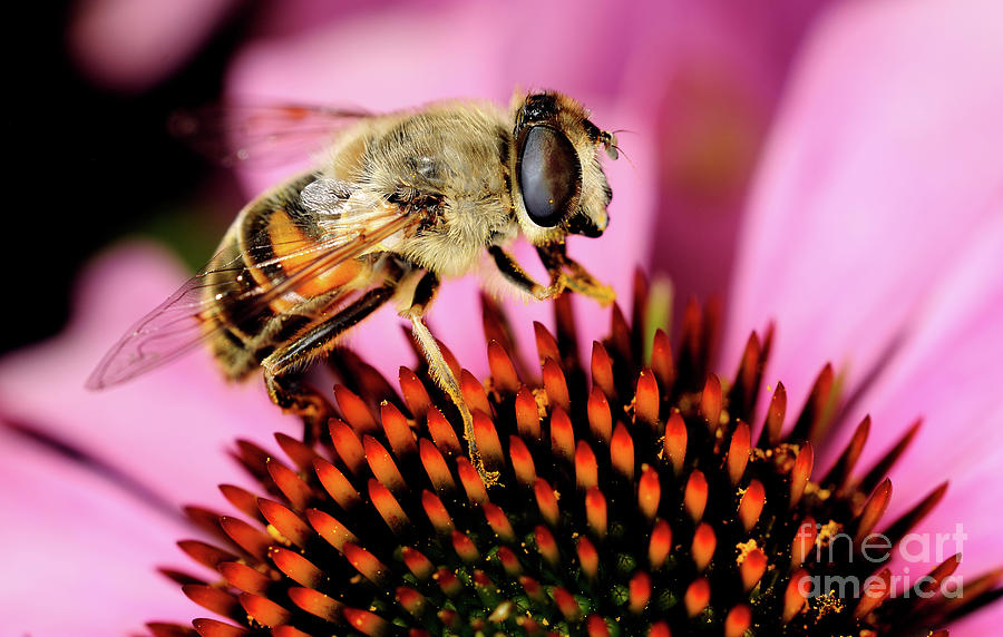 Macro Photography - Bees - 15 Photograph by Terry Elniski