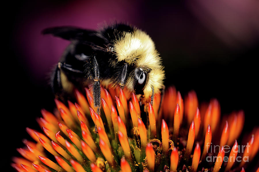 Macro Photography - Bees - 16 Photograph by Terry Elniski