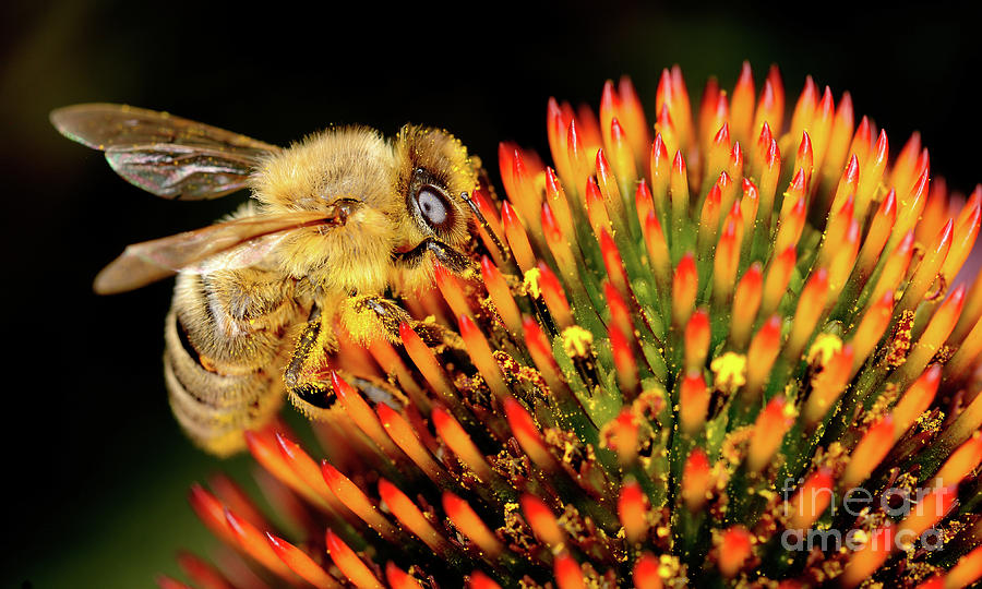Macro Photography - Bees - 17 Photograph by Terry Elniski
