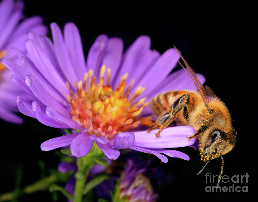 Macro Photography - Bees - 18 Photograph by Terry Elniski