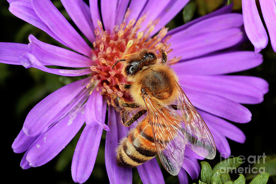 Macro Photography - Bees - 19 Photograph by Terry Elniski