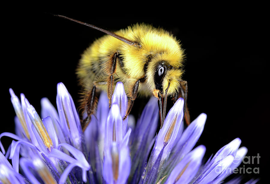 Macro Photography - Bees 2 Photograph by Terry Elniski