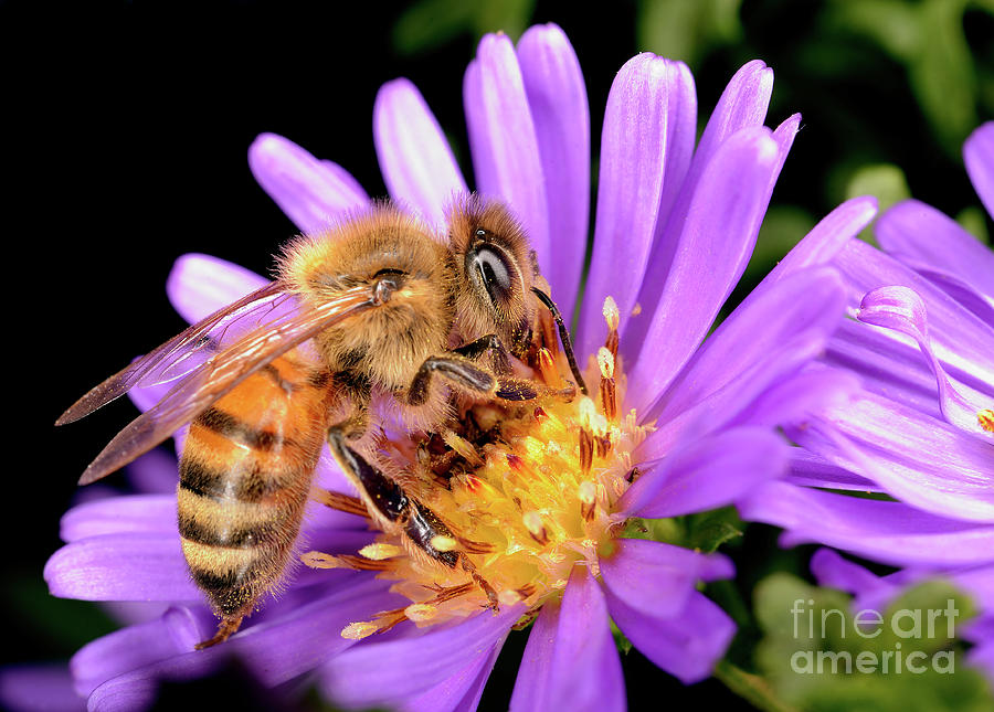 Macro Photography - Bees - 20 Photograph by Terry Elniski