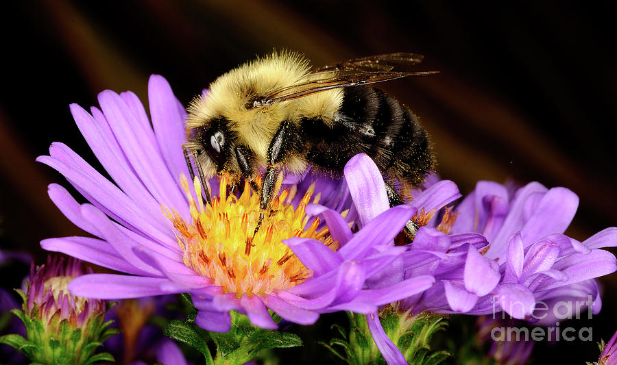 Macro Photography - Bees - 21 Photograph by Terry Elniski