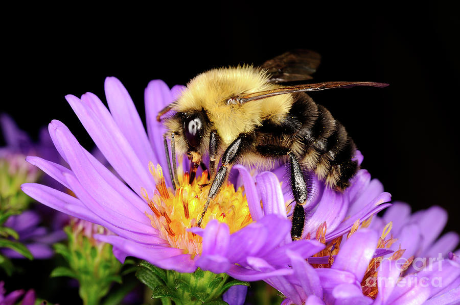 Macro Photography - Bees - 22 Photograph by Terry Elniski