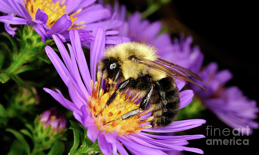 Macro Photography - Bees - 23 Photograph by Terry Elniski