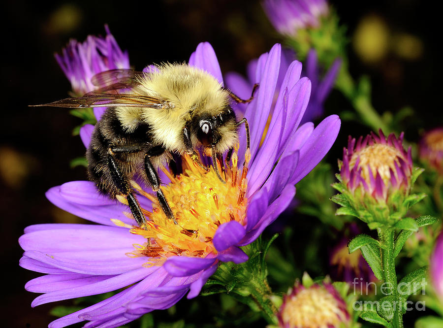Macro Photography - Bees - 24 Photograph by Terry Elniski