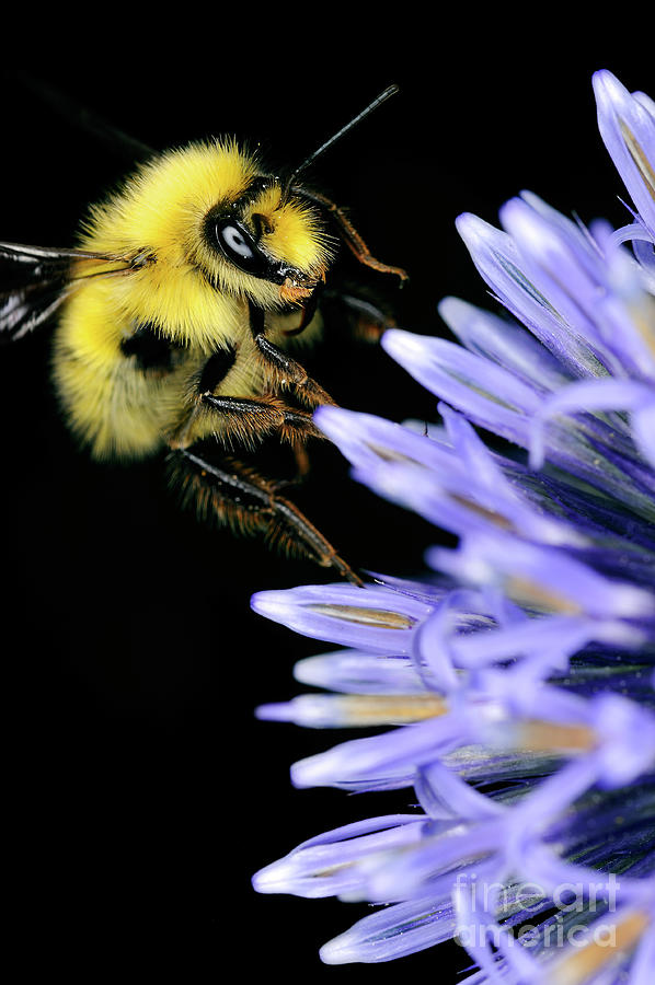 Macro Photography - Bees 3 Photograph by Terry Elniski