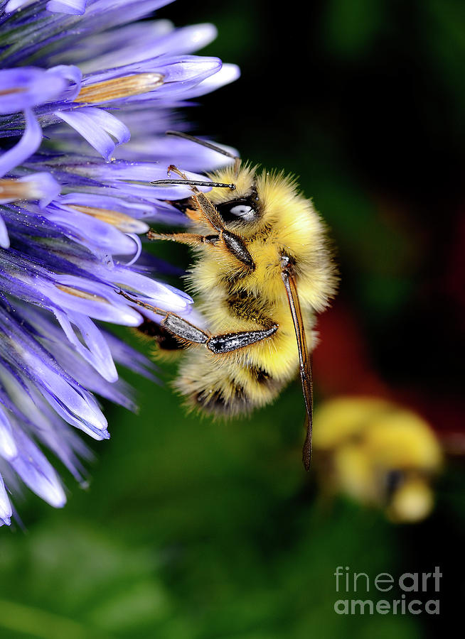 Macro Photography - Bees 4 Photograph by Terry Elniski