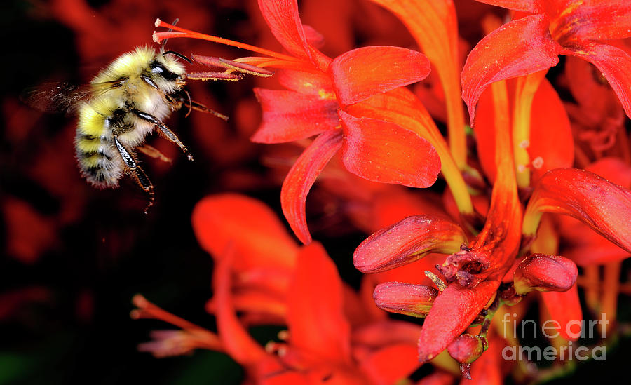 Macro Photography - Bees 5 Photograph by Terry Elniski