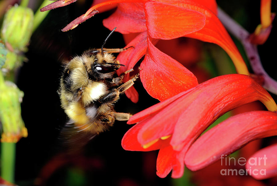 Macro Photography - Bees 7 Photograph by Terry Elniski