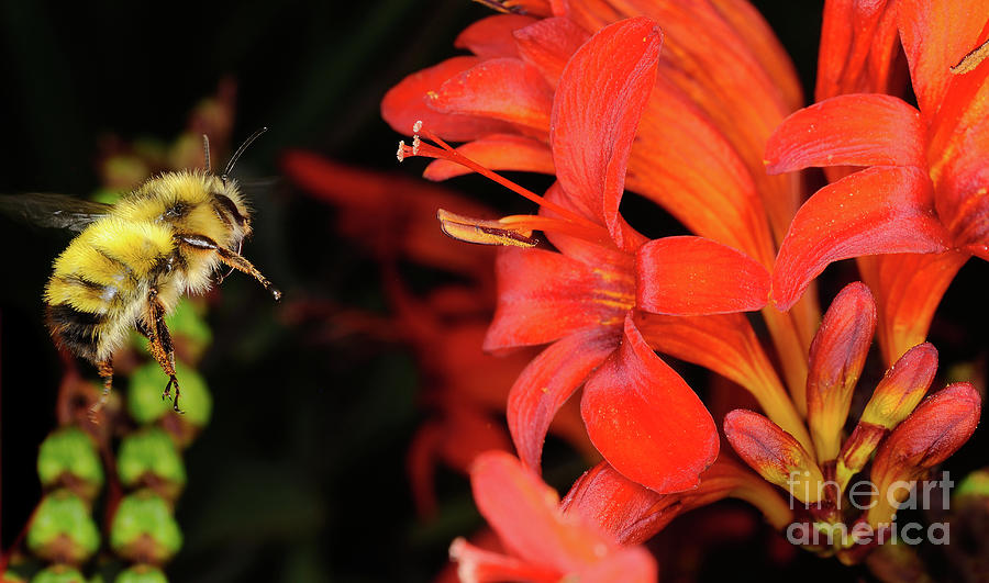 Macro Photography - Bees 8 Photograph by Terry Elniski