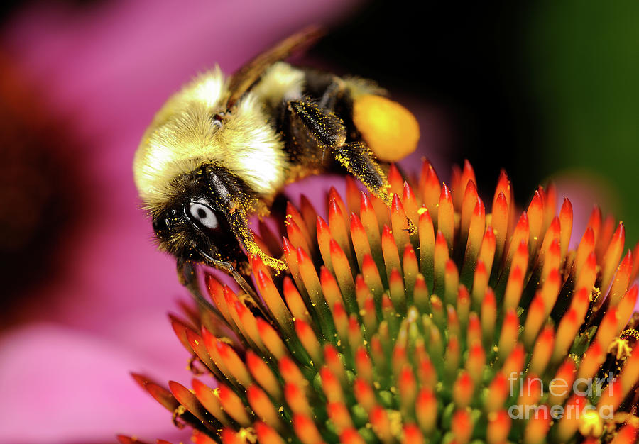 Macro Photography - Bees - 9 Photograph by Terry Elniski