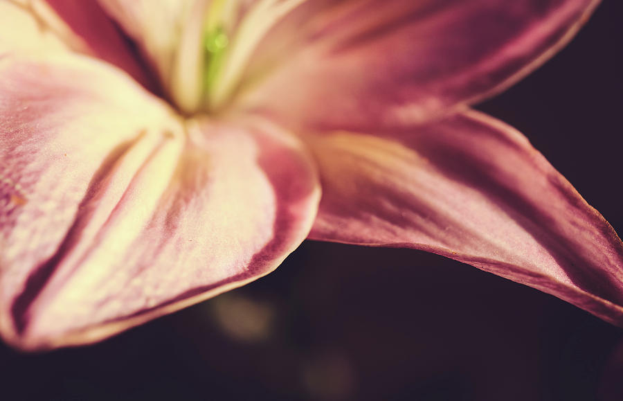 Macro Photography Of A Pink Lily Flower Photograph