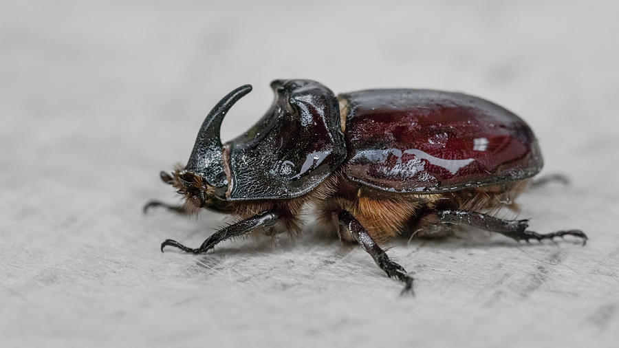 Macro Photography Of Rhinoceros Beetle Photograph