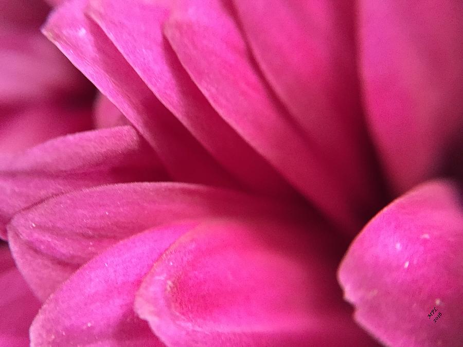 Macro Pink Chrysanthemum Photograph by Marian Lonzetta