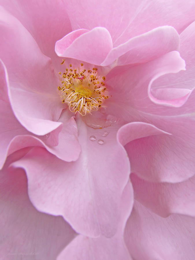 Summer Photograph - Macro Pink Rose Flower by Jennie Marie Schell