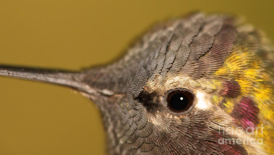 Macro Portrait Of Costas Hummingbird Photograph by Max Allen