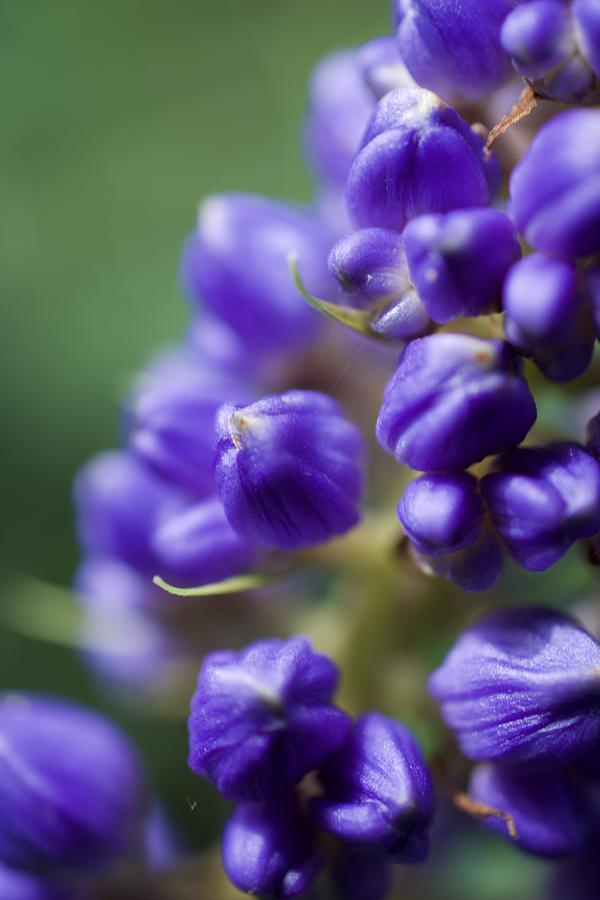 Macro Purple by Collette Rogers Macro Purple by Collette Rogers