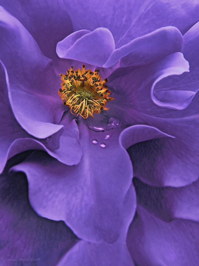Summer Photograph - Macro Purple Rose Flower by Jennie Marie Schell