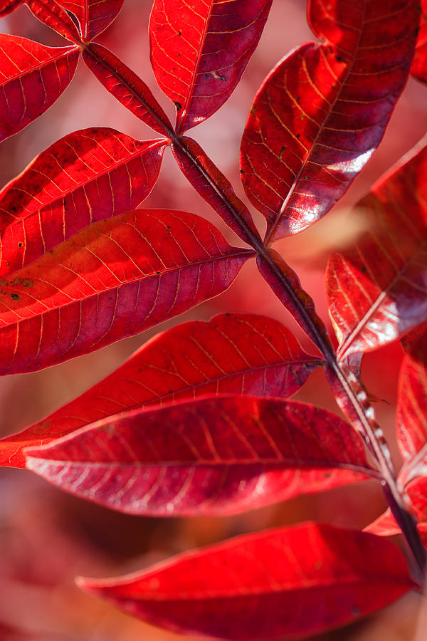 Macro Red Leaves in Fall Photograph by Joni Eskridge