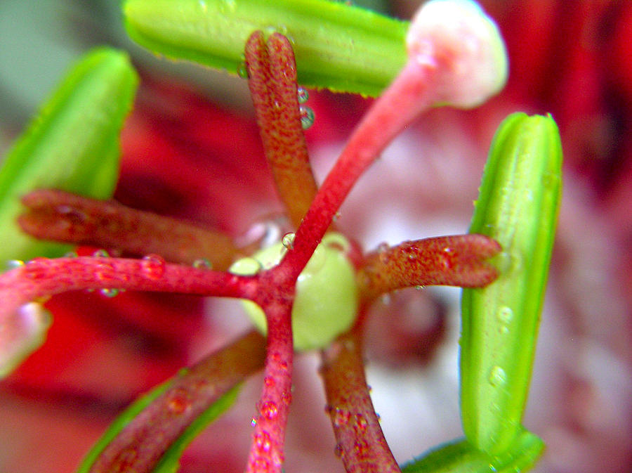 Macro Red Passion Flower Photograph by Adam Johnson