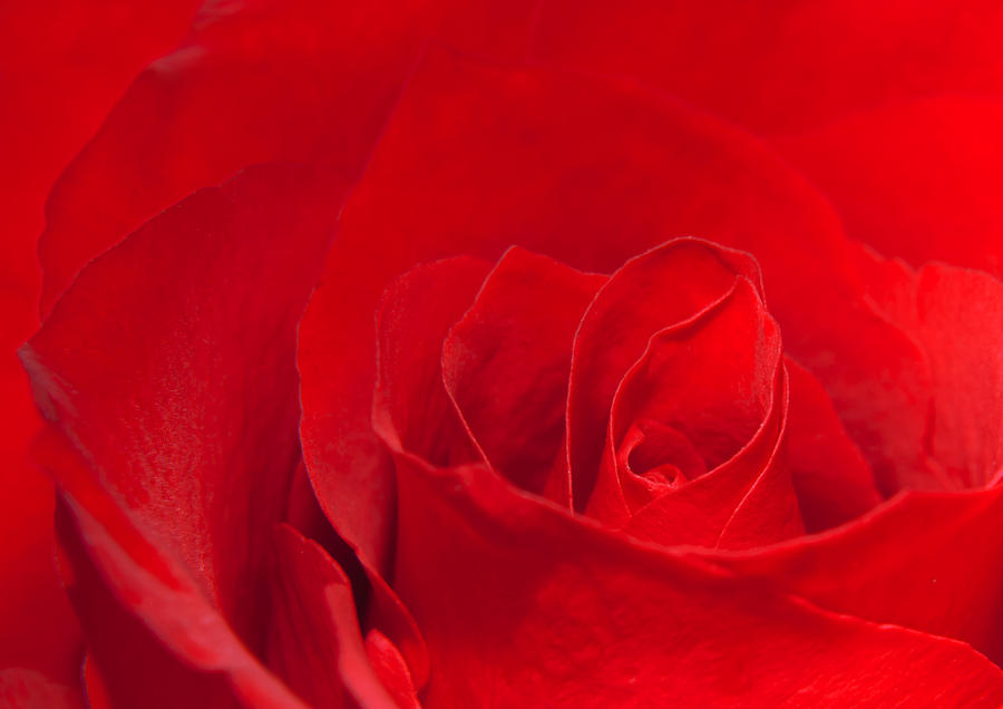 Rose Photograph - Macro Red Rose by Svetlana Sewell