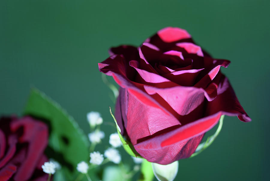 Macro Rose - 1106 by G L Sarti Macro Rose - 1106 by G L Sarti