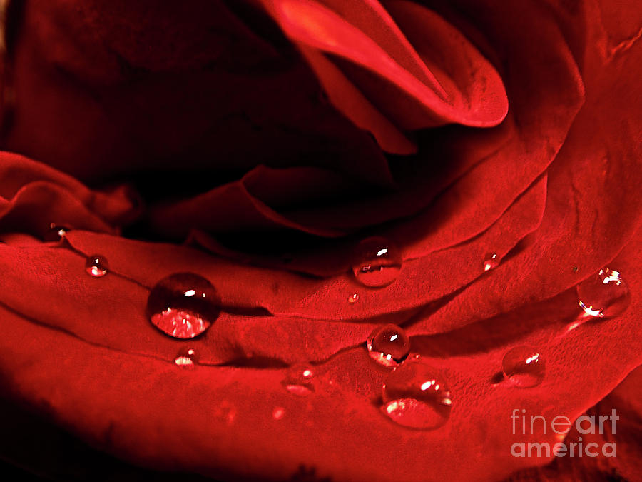 Macro Rose Photograph by FineArtRoyal Joshua Mimbs