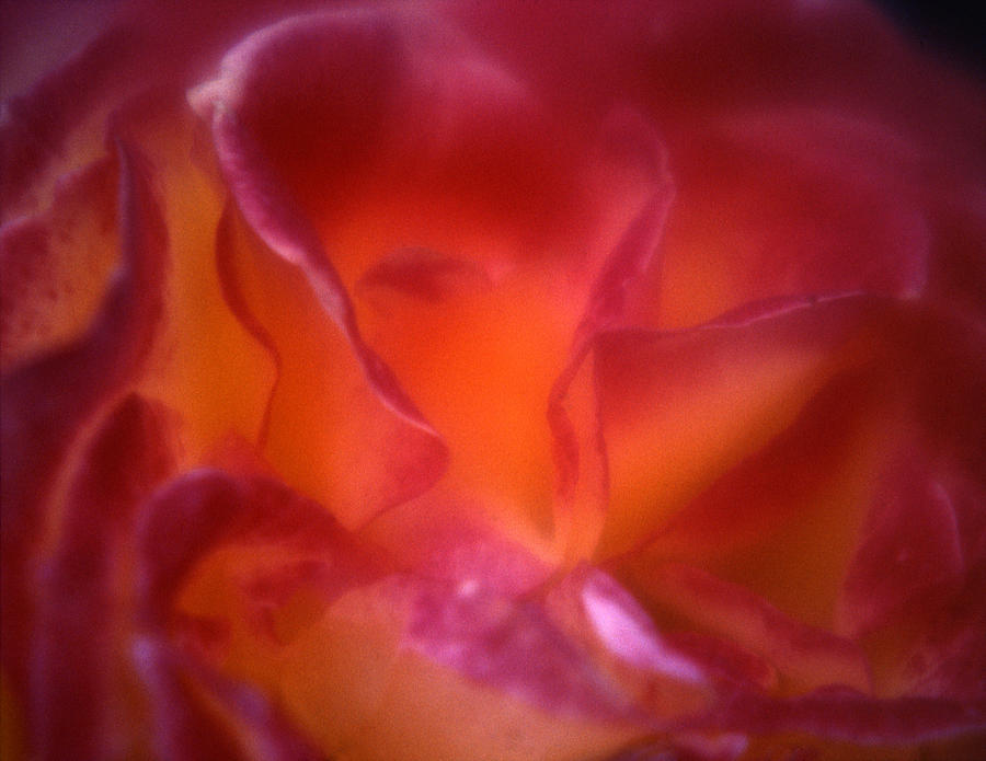 Macro Rose Photograph by Lee Santa