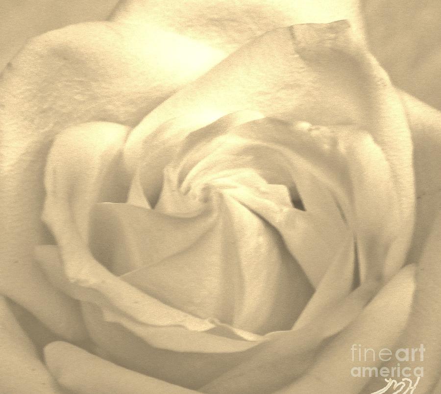 Macro Rose Photograph by Marsha Heiken