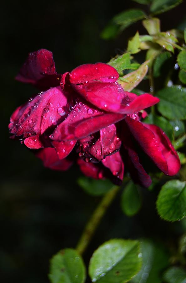 Macro Rose Photograph by Warren Thompson