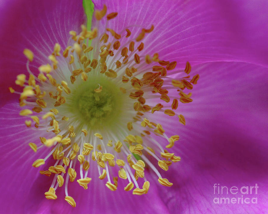 Macro Rosehip Bloom Photograph by Stephen Melia