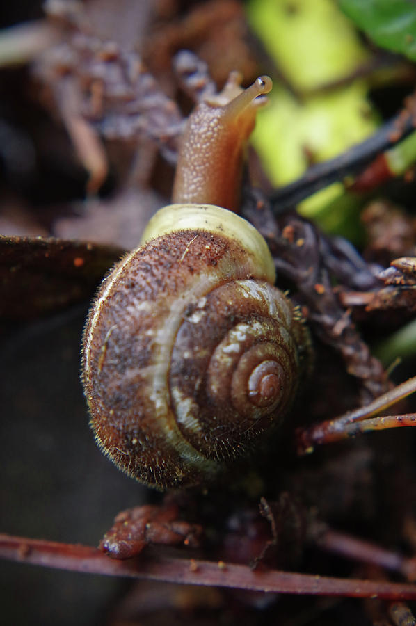 Macro Snail Photograph by Adria Trail