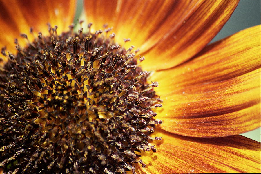 Sunflower Photograph - Macro Sun by Lucia Vicari