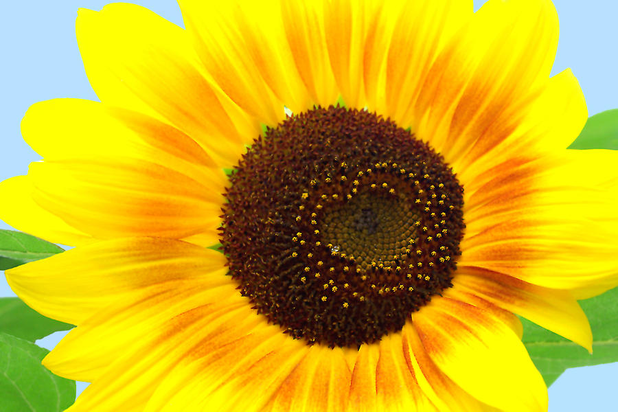 Macro Sunflower With A Heart Shape In The Center Photograph by Debra Orlean