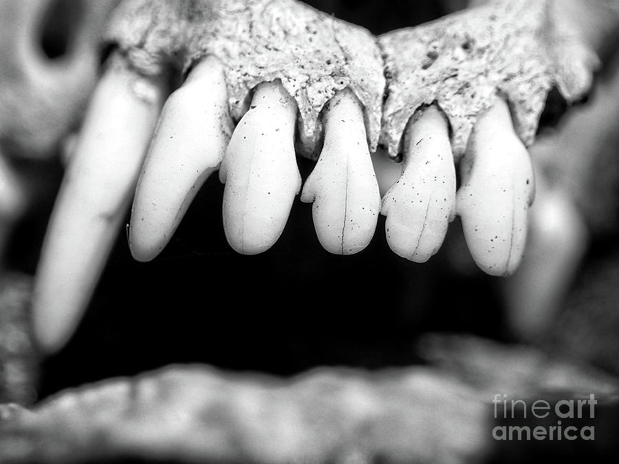 Macro Teeth Photograph by FineArtRoyal Joshua Mimbs