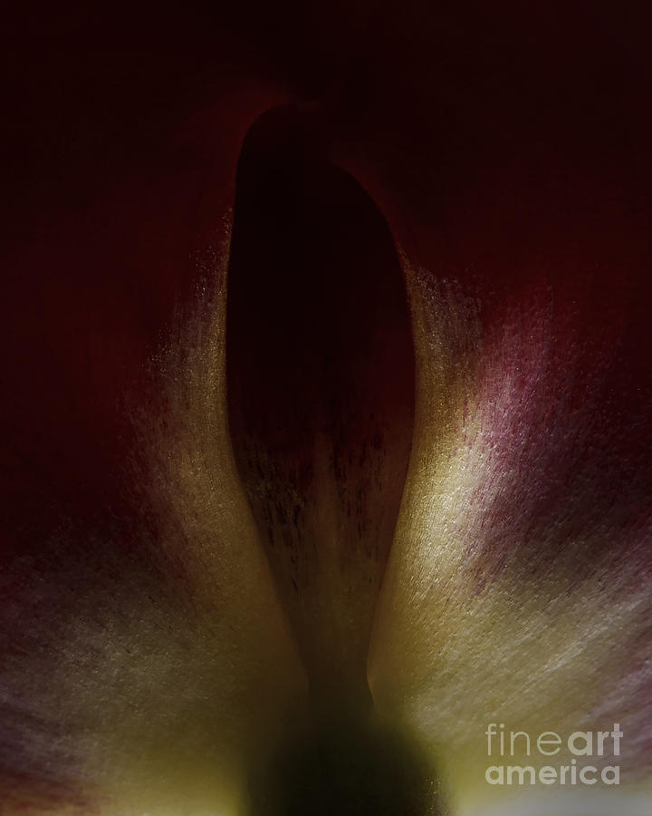 Macro Tulip Photograph by Art Whitton