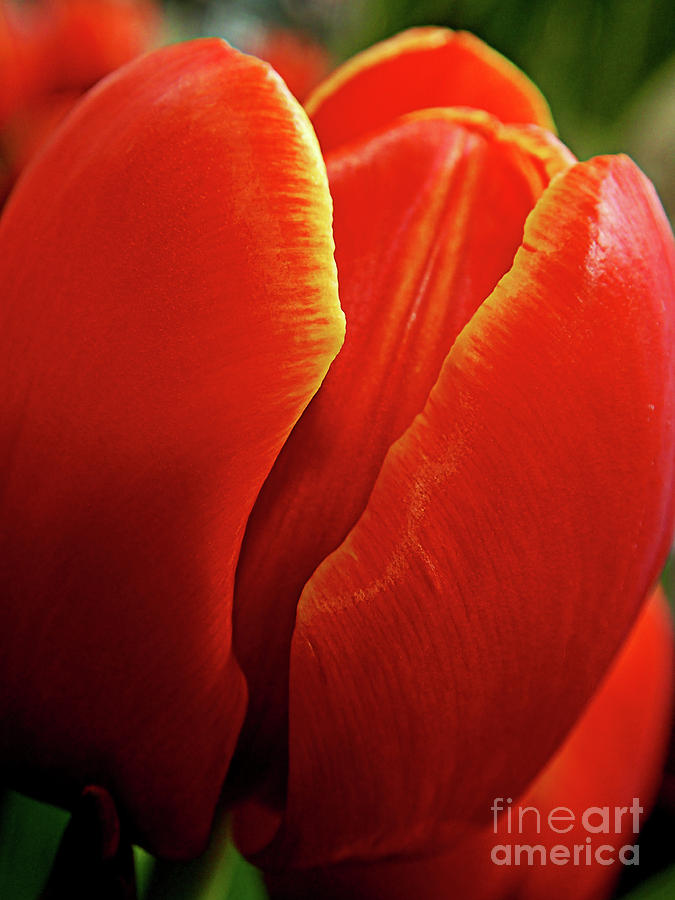 Macro Tulip Photograph by FineArtRoyal Joshua Mimbs