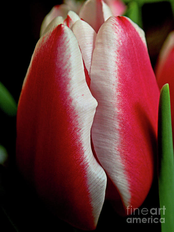 Macro Tulip Photograph by FineArtRoyal Joshua Mimbs