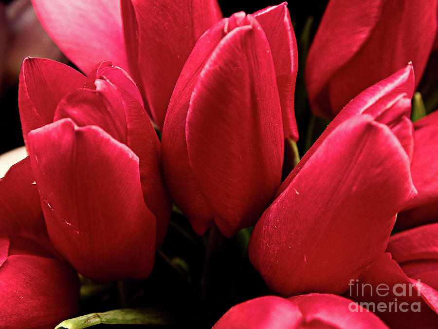 Macro Tulips Photograph by FineArtRoyal Joshua Mimbs