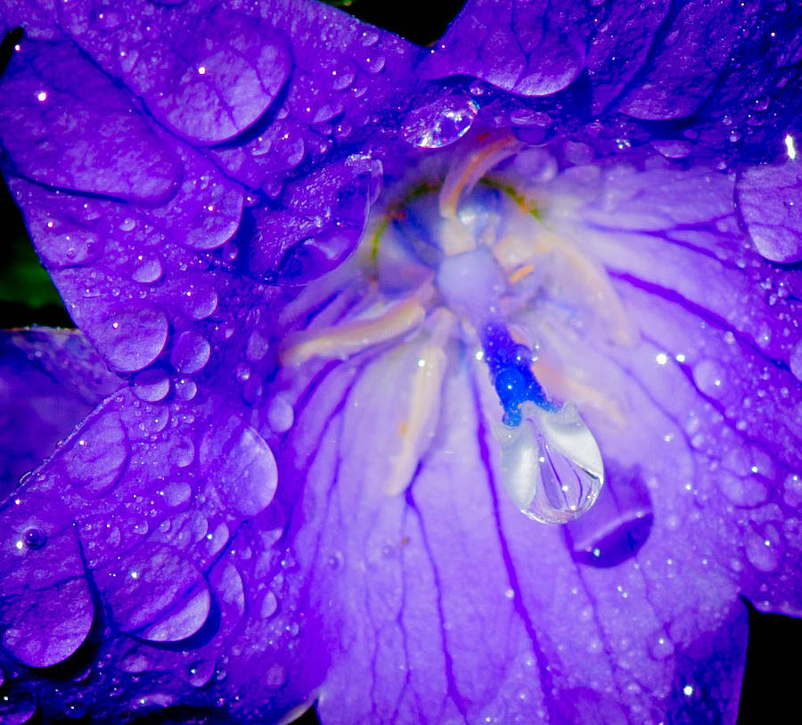 Macro water drop flower Photograph by Bruce Pritchett