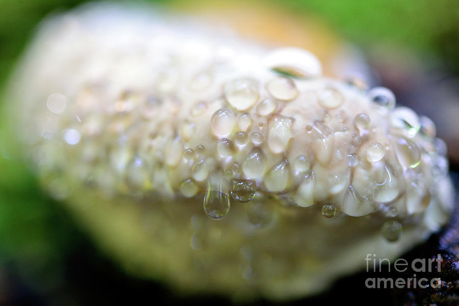 Macro Water Drops On Mushroom Photograph by Terry Elniski